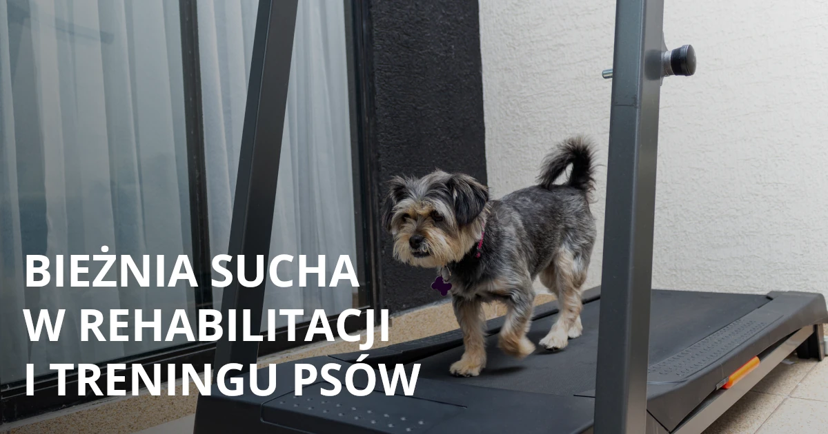 Bieżnia sucha w rehabilitacji i treningu psów
