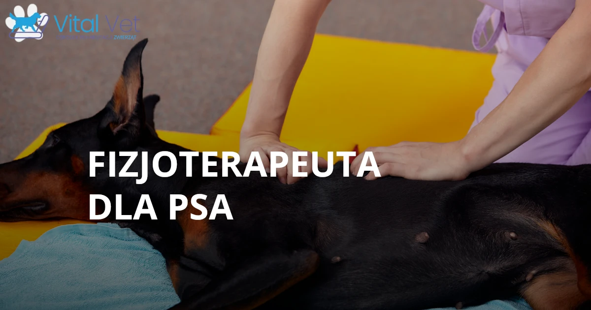 Fizjoterapeuta dla psa