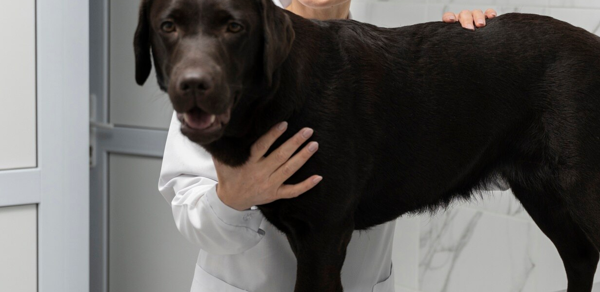 Magnetoterapia dla zwierząt