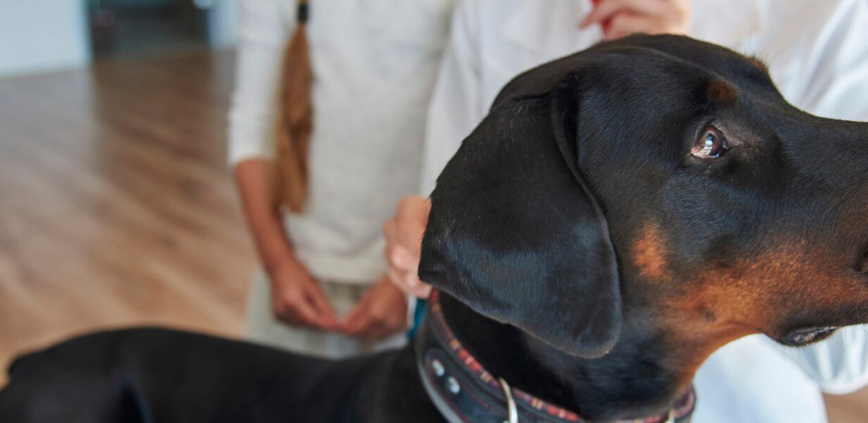 Magnetoterapia dla zwierząt