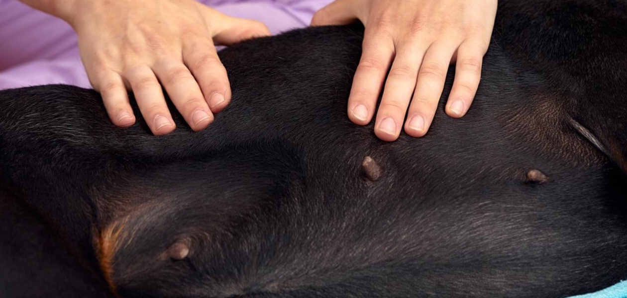 Rehabilitacja psa po operacji kręgosłupa – hydroterapia i elektrostymulacja