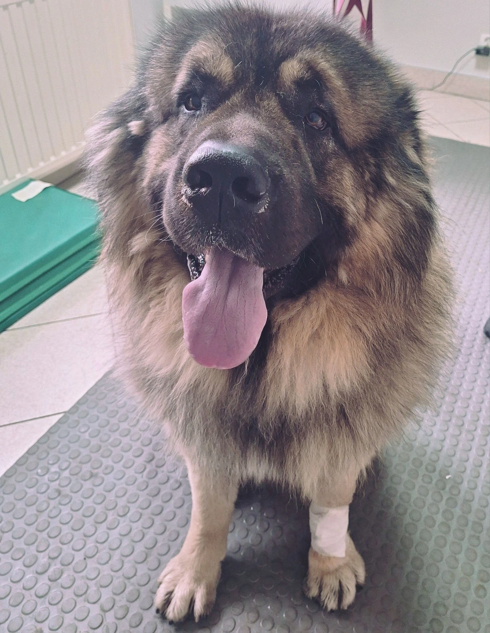 Rehabilitacja psa po operacji – fizjoterapia weterynaryjna Bielsko-Biała