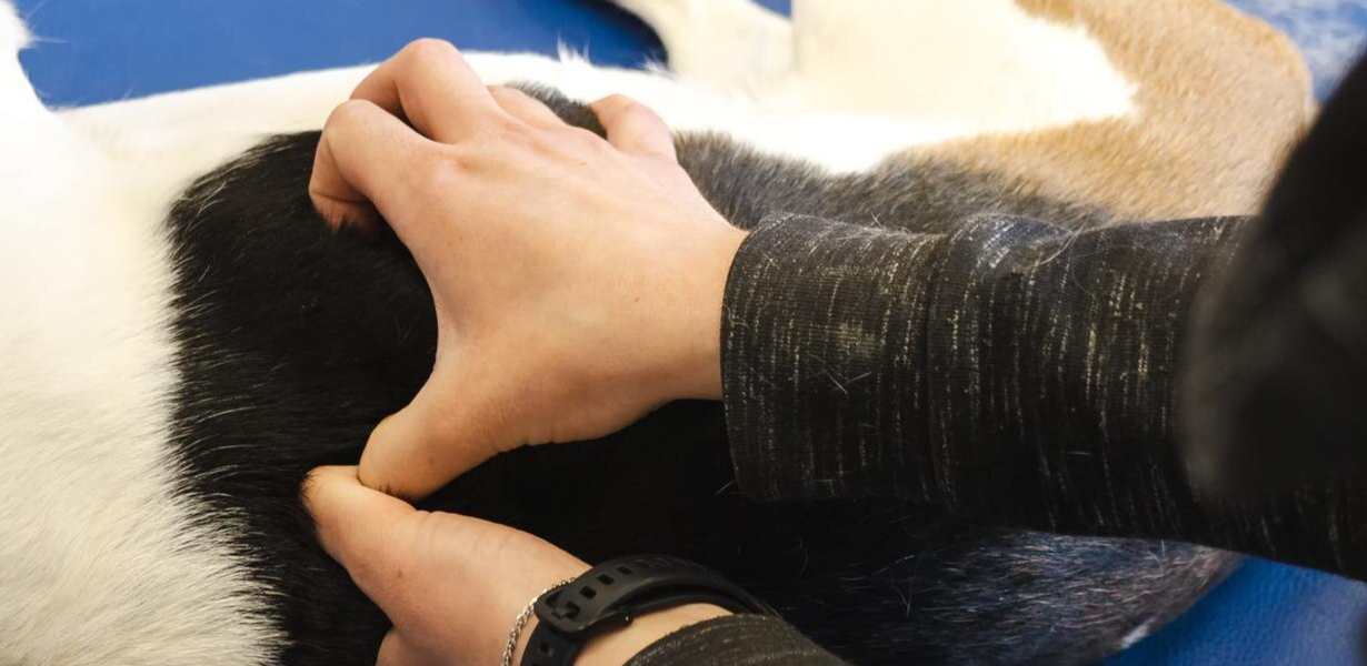 Rehabilitacja zwierząt Sucha Beskidzka