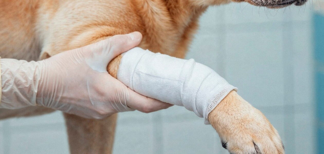 Rehabilitacja psa po operacji stawu łokciowego – fizjoterapia weterynaryjna