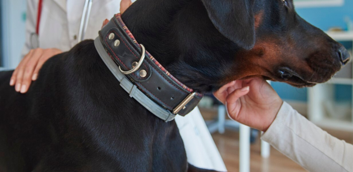 Rehabilitacja zwierząt Andrychów