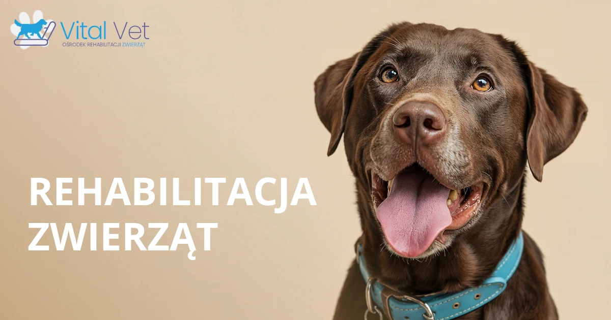 Rehabilitacja zwierząt Bielsko-Biała